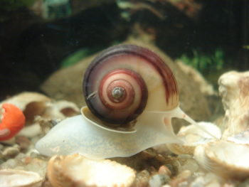 Apfelschnecken im Aquarium