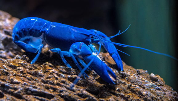 Krebse im Aquarium halten Ausstattung, Ernährung, Nachwuchs