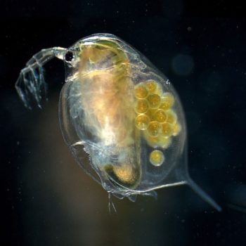 Großer Wasserfloh - daphnia magna