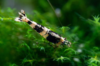 Sandhummel