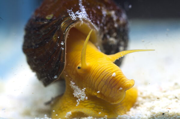 Schnecken | Wirbellosen Aquarium