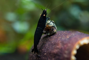 Schwarze Tigergarnele