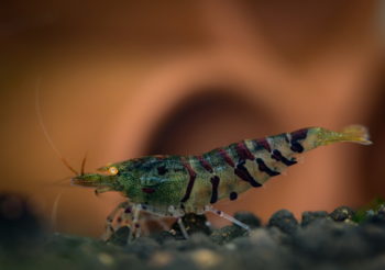 Tigergarnele - Caridina tiger