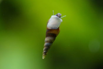 Turmdeckelschnecken im Aquarium