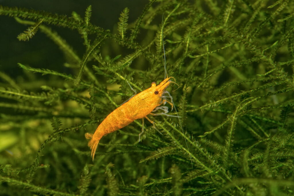 Orange Garnele auf Moos