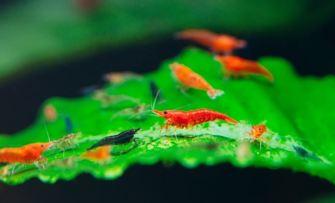 Garnelen im Aquarium sterben Häufige Ursachen und Schnelle HilfeTipp!