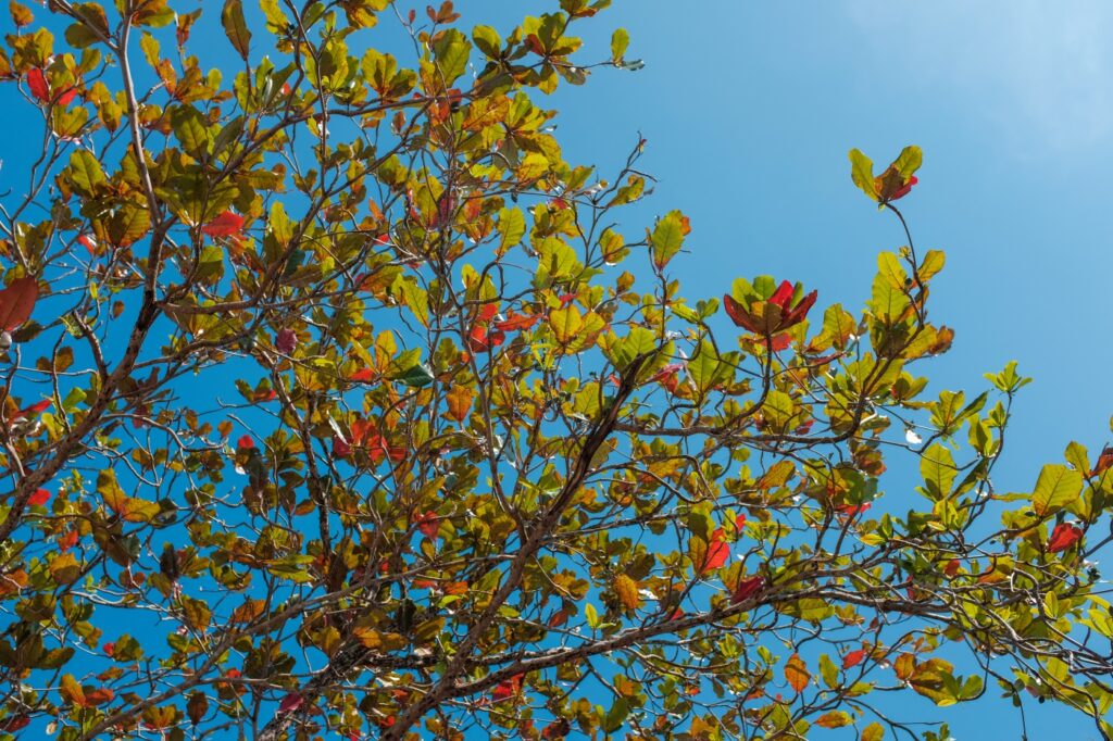 Seemandelbaum in seiner Heimat