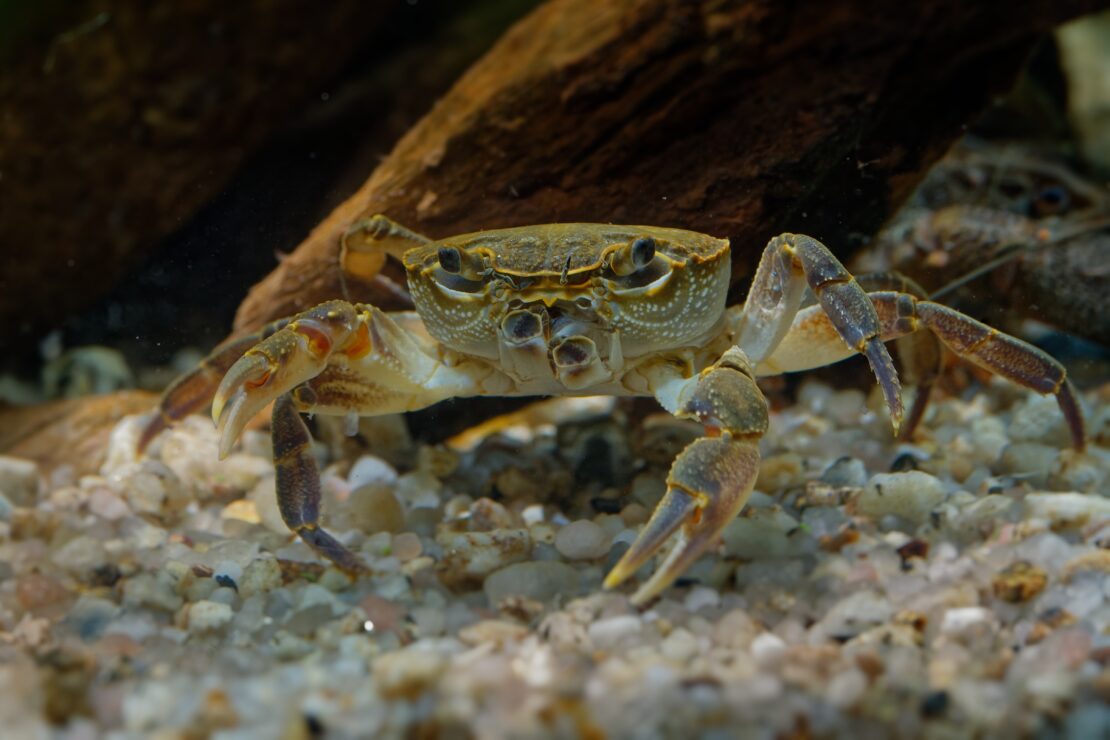 Europäische Süßwasserkrabbe - Potamon fluviatile