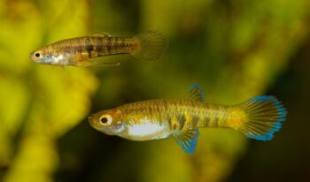 Neoheterandia elegans mit Garnelen zusammen halten