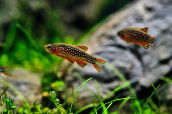 Perlhuhnbärbling Haltung im Aquarium mit Garnelen