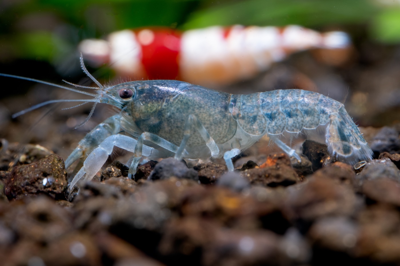 Vergesellschaftung von Garnelen mit Krebsen Einrichtung, Wasserwerte